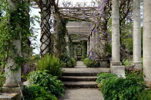 Pathway and Steps Through Stone Pergola with Blooming Wisteria Stock Photos