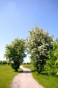 Pathway and trees Stock Photos