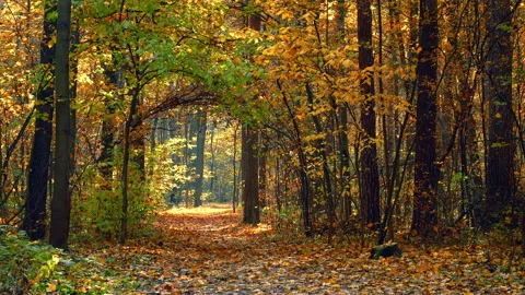 Pathway in autumn forest Stock Footage 134353150