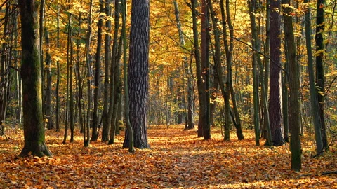 Pathway in autumn forest Stock Footage 134437765
