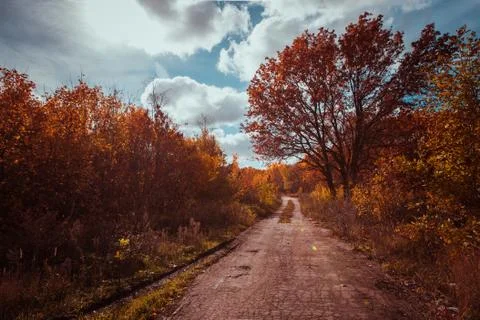 Pathway in the autumn forest Stock Photos