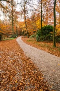 Pathway in the autumn forest.. Stock Photos