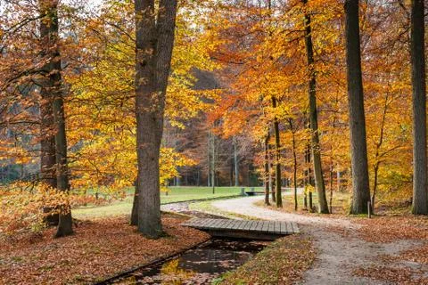 Pathway in the autumn forest.. Stock Photos