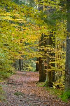 Pathway autumn forest Free Stock Photos
