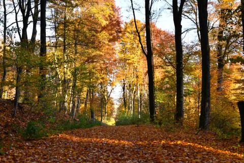 Pathway in the autumn forest with a sun ray Stock Photos