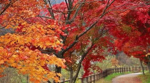 Pathway in the autumn park. Stock Footage 57137804