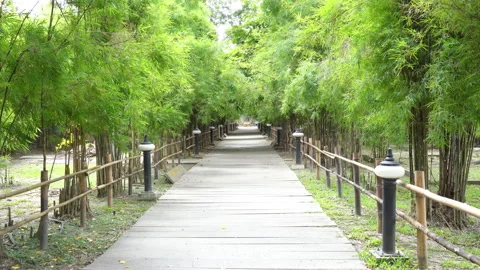 Pathway in the bamboo garden Stock Footage 277125051