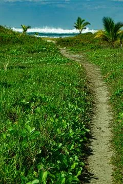 Pathway to the Beach with Distant Waves and Green Grass Surroundings Stock Photos