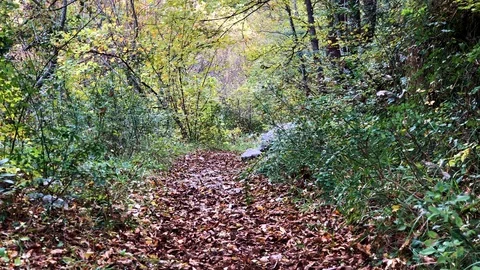 Pathway in a beautiful forest Stock-Footage 128652132