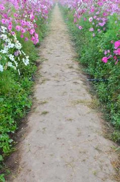Pathway in beautiful spring flowers Stock Photos