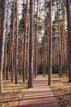 Pathway in beautiful tranquil pine forest Stock Photos
