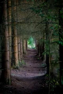 Pathway between evergreen trees Stock Photos