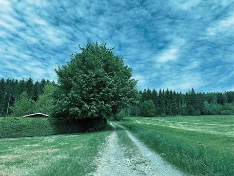 Pathway in Between Green Grass Field Stock Photos