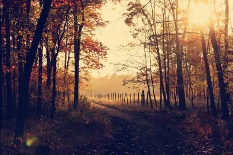 Pathway Between inline Trees Stock Photos