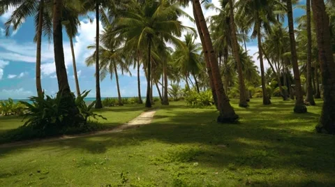Pathway between park with palm trees close to beach 動画素材 67412529