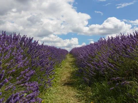 A pathway between rows of Lavender Stock Photos