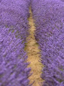 A pathway between rows of Lavender Stock Photos