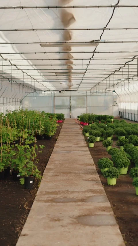 Pathway between rows of plants in greenhouse Vídeos de archivo 317078400