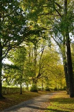 A pathway between some beautiful tall trees with autumn Stock Photos
