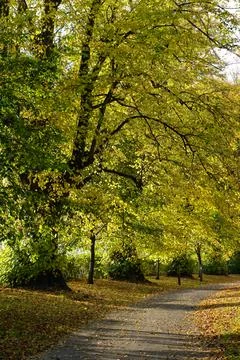 A pathway between some beautiful tall trees with autumn Stock Photos