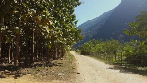 Pathway between teak plantation and garden, forest covered hillside, sunny day Видео 81588249
