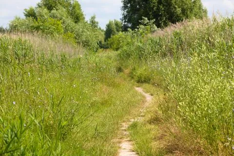 A pathway between trees and yarn landscape view of Stock Photos