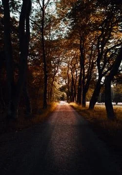 Pathway between trees during daytime Stock Photos