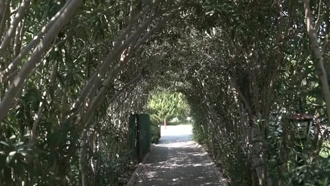 Pathway Between the Trees Stock Footage 143974712