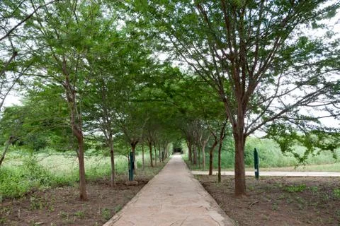 Pathway between the trees with a lot of green plants Stock Photos