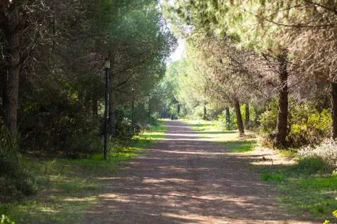 Pathway between trees in the nature Stock Photos
