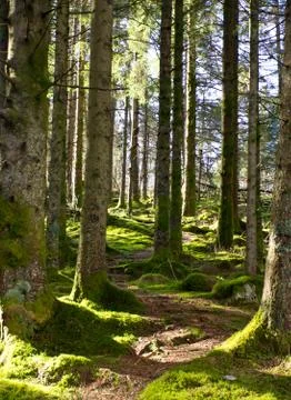 Pathway between trees Stock Photos