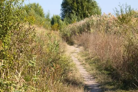 Pathway between vegetation and trees landscape view of Stock Photos