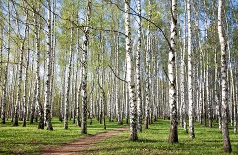 Pathway in birch grove with first spring greens 스톡 사진