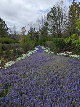 Pathway of blooming grape hyacinths surrounded by white flowers Photos