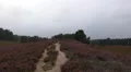 Pathway in bloomy Lunenburg Heathland HD Footage