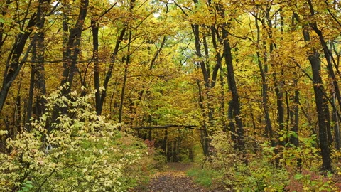Pathway in the bright autumn forest Stock Footage 164662396