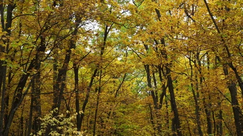 Pathway in the bright autumn forest Stock Footage 164662416