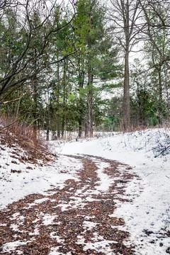 The pathway in canadian forest in Stock Photos