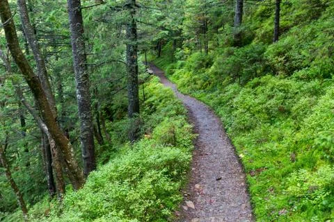 Pathway in carpathian forest 스톡 사진