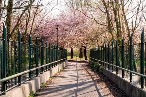 Pathway to the Cherry Blossom Stock Photos