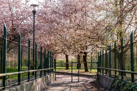 Pathway to the Cherry Blossom Stock Photos