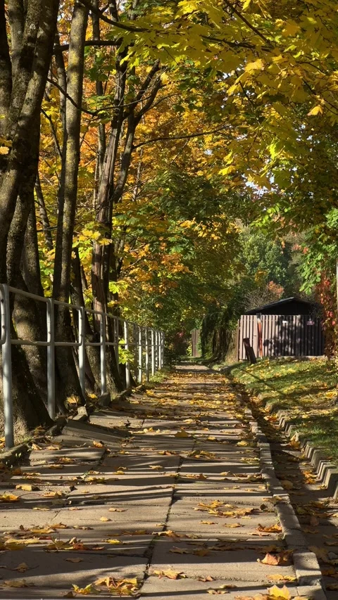 Pathway covered with autumn leaves surrounded by vibrant yellow and green trees Stock Footage 294255359
