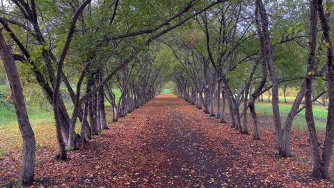 Pathway Covered with Fallen Leaves Going Through a Tunnel of Trees in Autumn Stock Footage 314032435