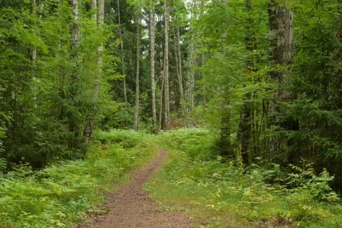 Pathway in deciduous forest at summer day. Stock Photos