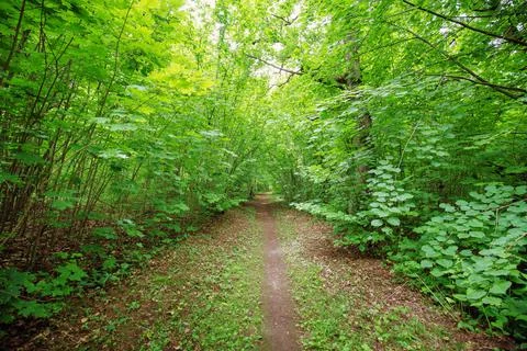 Pathway in the deciduous park area in summer. Stock Photos