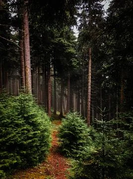Pathway into deep pine forest.  Dirt road, trekking path, hike trail Stock Photos