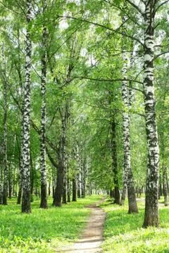 Pathway in the evening birch park Stock Photos