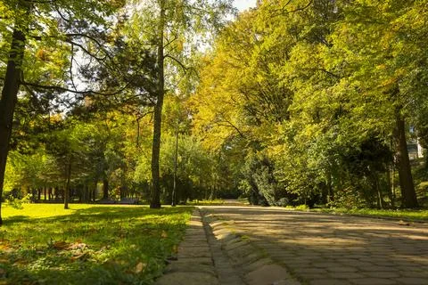 Pathway, fallen leaves and trees in beautiful park on autumn day Stock Photos