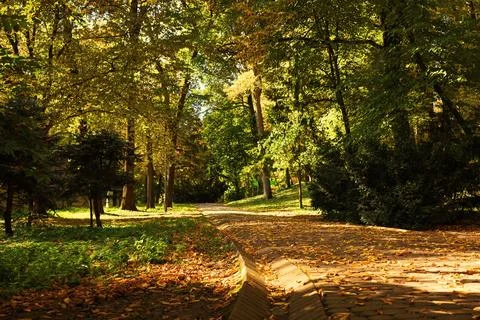 Pathway, fallen leaves and trees in beautiful park on autumn day Stock Photos