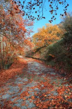 Pathway with fallen leaves Stock Photos